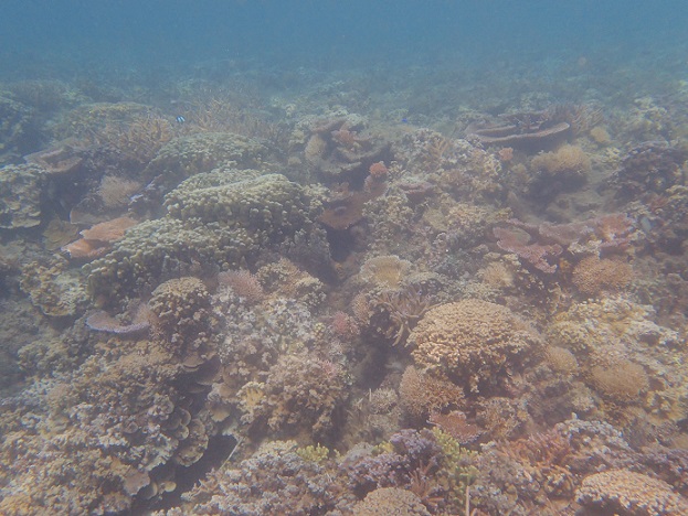 A variety of hard corals at Palolo Deep Marine Reserve